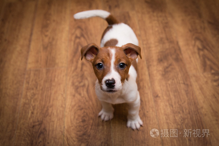 杰克罗素梗犬小狗