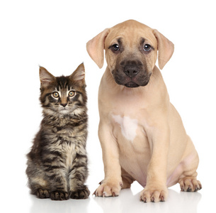 猫和狗在一起照片