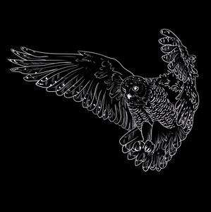 猫头鹰手绘制,黑色和白色插画