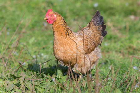 在草丛中的棕色鸡照片