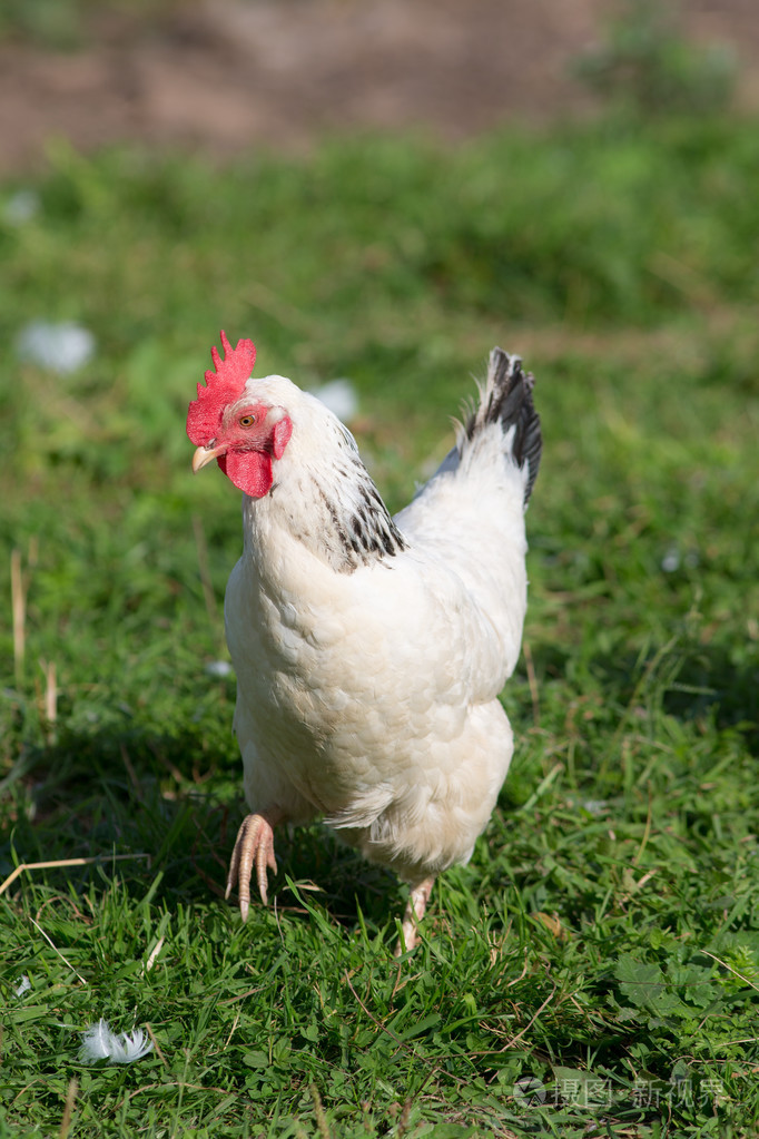 白羽鸡在绿色的草地