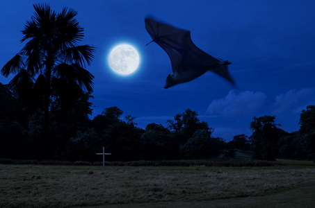 万圣节狐狸蓝色的万圣节背景照片