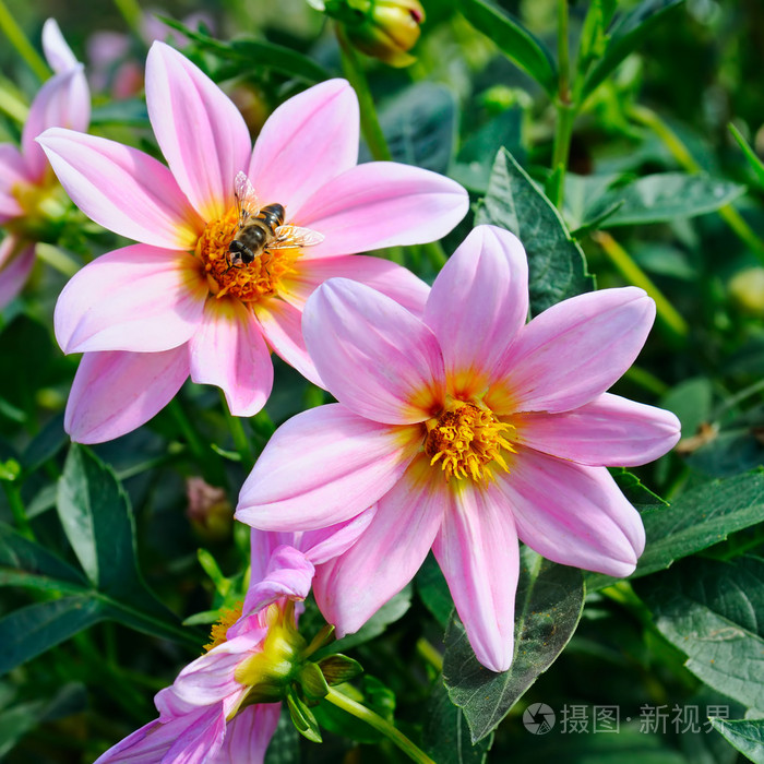 大丽花，蜜蜂在花上。它专注于花。浅