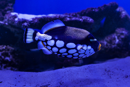 底部的水族馆的鱼图片