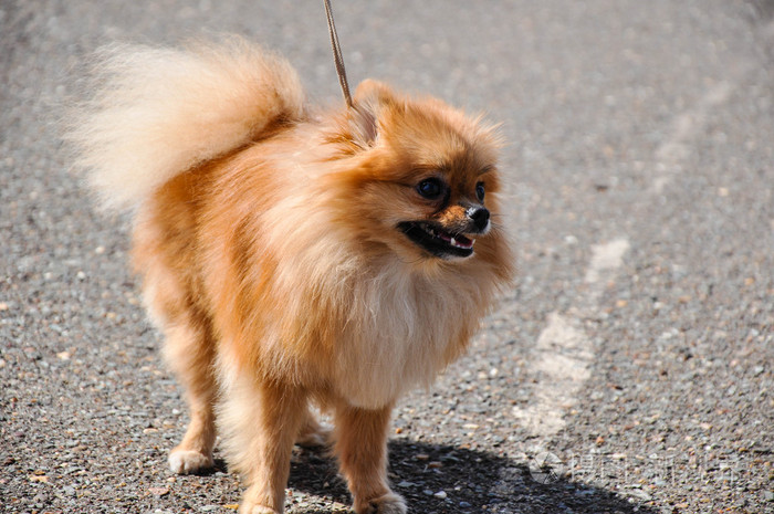 斯皮茨狗的品种