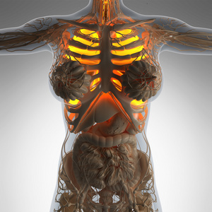 科学解剖的女人身体与发光的照片