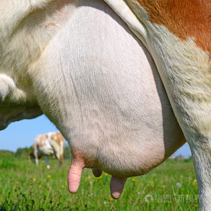 乳房小母牛关