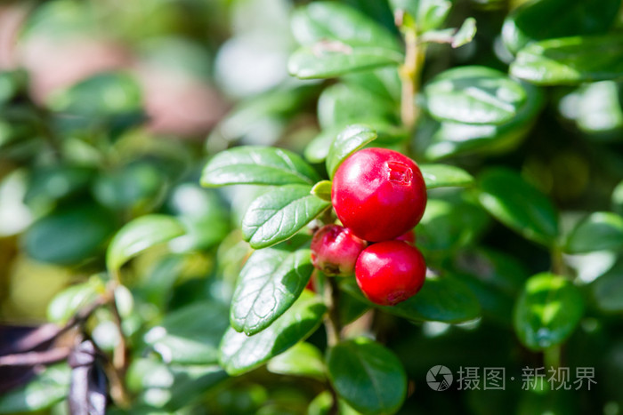 绿色背景下的蔓越莓照片 正版商用图片1q6n1h 摄图新视界