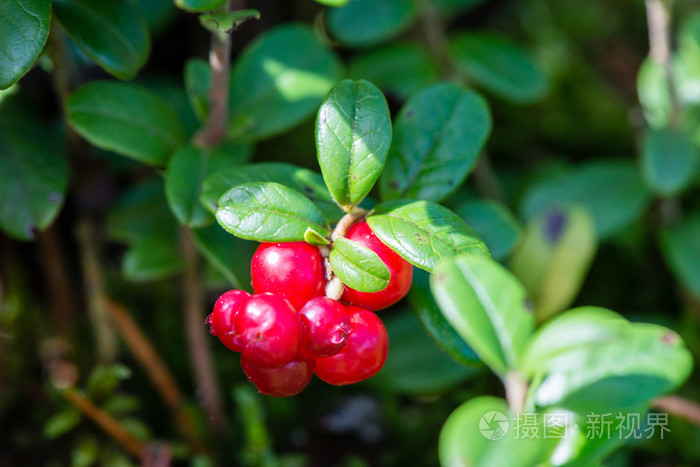 绿色背景下的蔓越莓照片 正版商用图片1q6nga 摄图新视界
