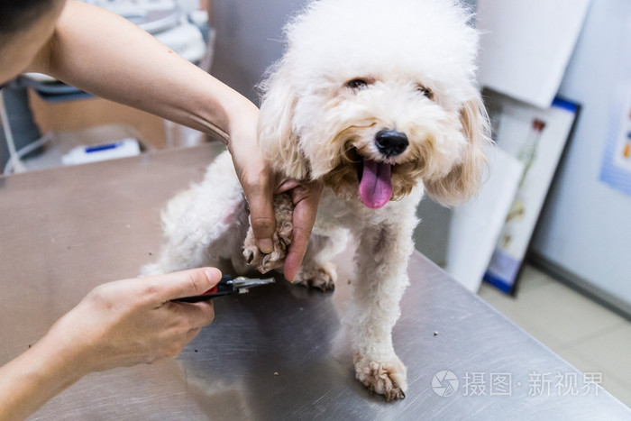 修剪的兽医诊所狗剪指甲