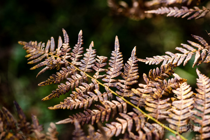 秋天彩色老叶子模糊背景