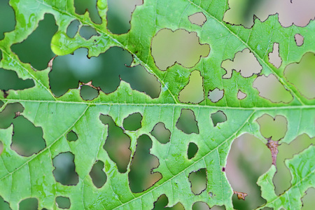 树叶被昆虫吃掉了.照片