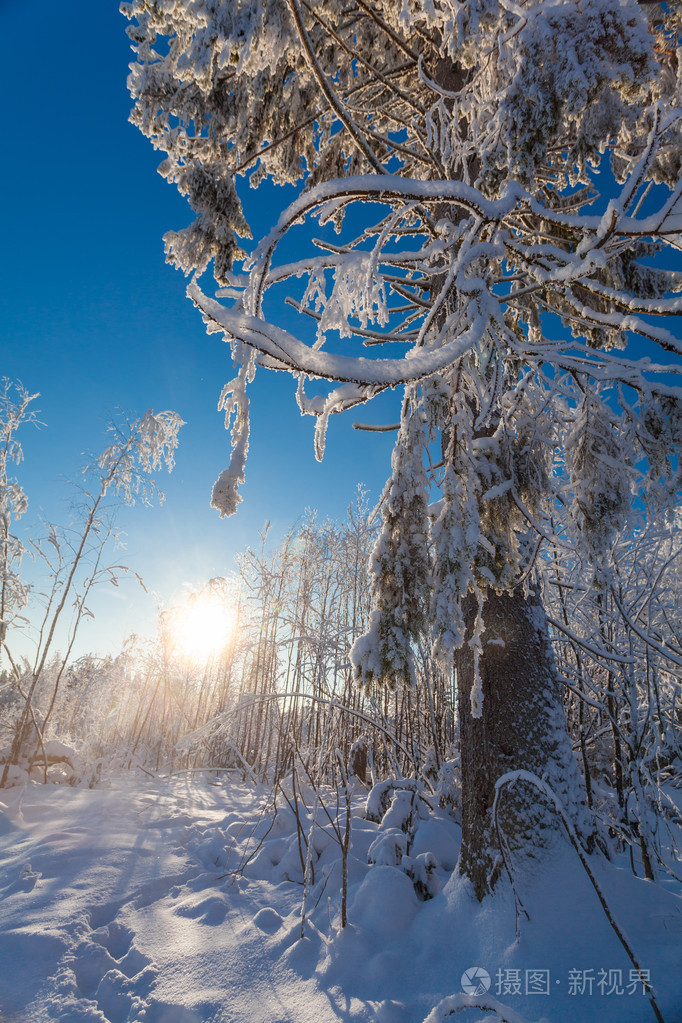 冬季森林和脚步声在深雪上霜阳光灿烂的日子
