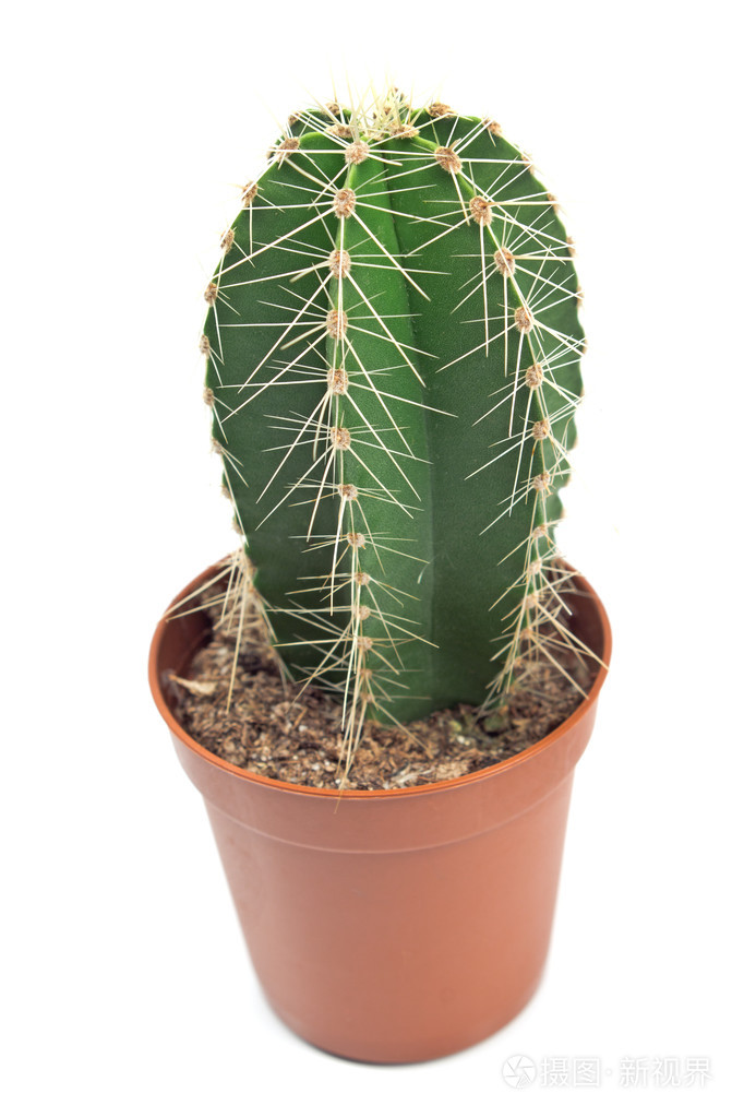 仙人掌仙人掌植物在锅上白色孤立