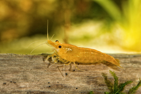 水族馆淡水虾特写镜头图片