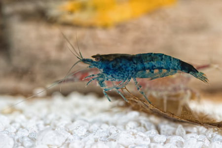 水族馆淡水虾特写镜头图片