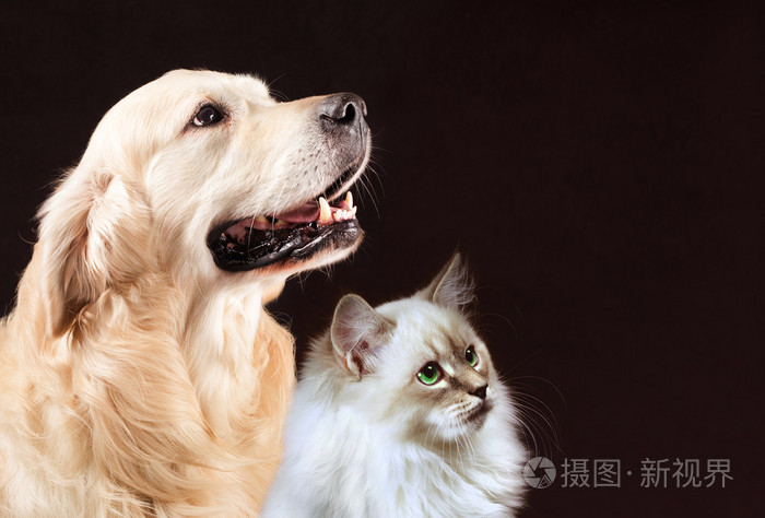 好孕无忧!孕妇梦见猫和狗的含义"金石为开"-第1张图片-思度网