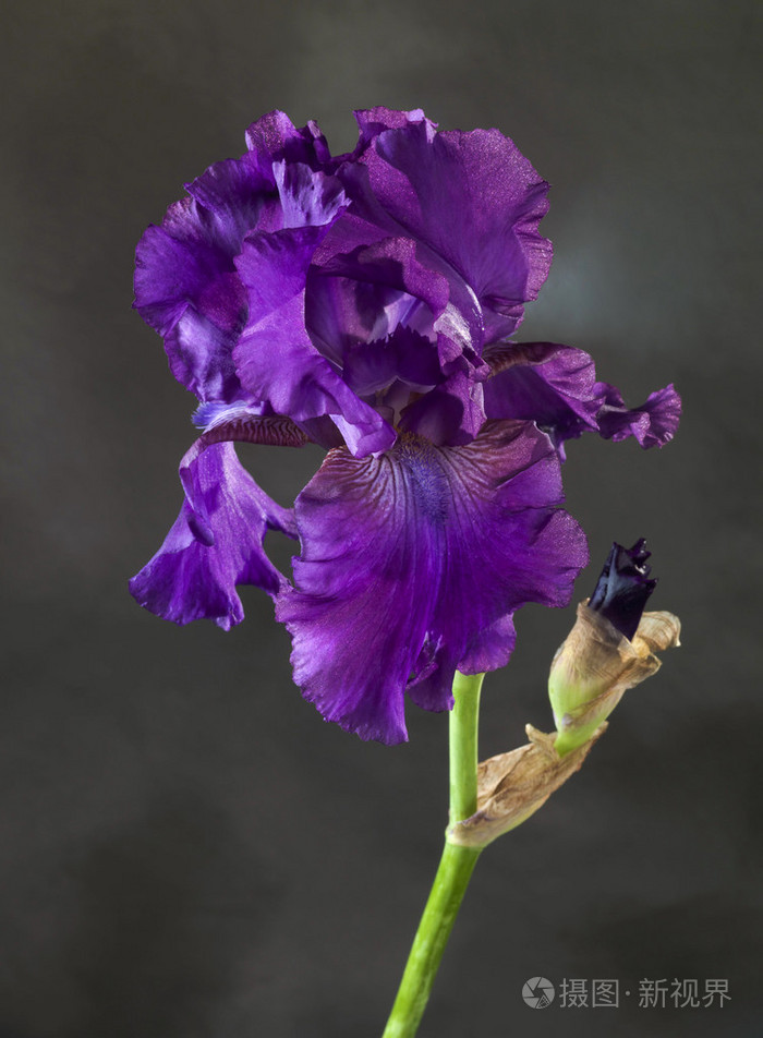 工作室拍摄的紫色鸢尾花在深色背景上
