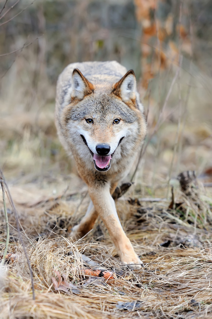 在森林中的野狼
