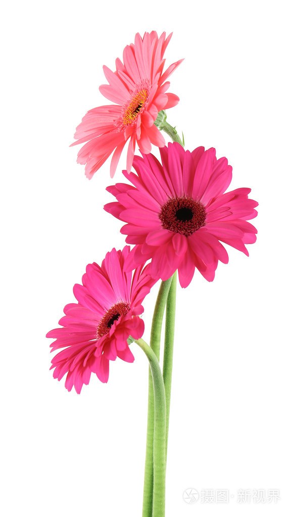 粉色非洲菊鲜花