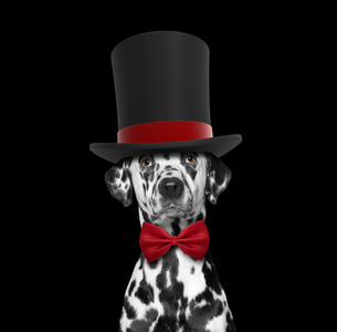 高顶帽子缸和领带的狗图片