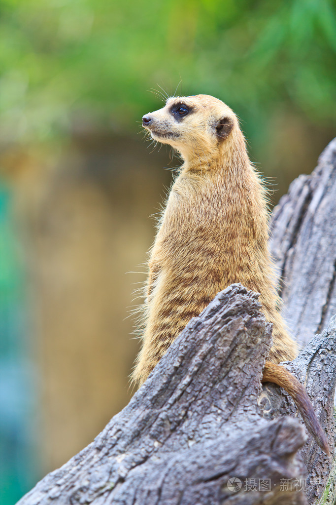 可爱的野生猫鼬