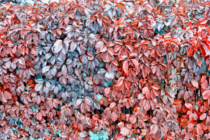 与明亮多彩树叶的秋季景观印度夏季