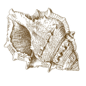 雕刻的螺旋贝壳的插图图片
