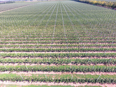 航拍,俯视图.景观苹果园.照片