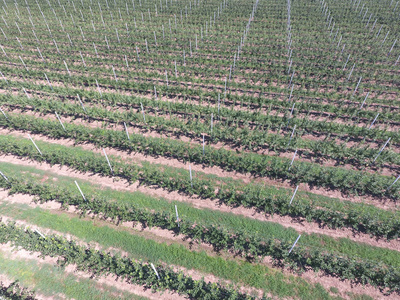 航拍,俯视图.景观苹果园.照片