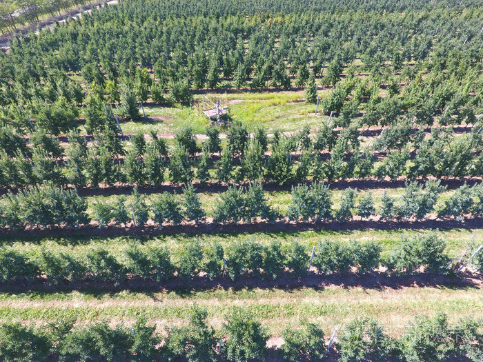 花园里的一排排树航拍俯视图景观苹果园