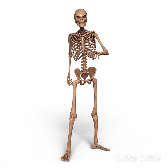 一具骷髅3dcg渲染