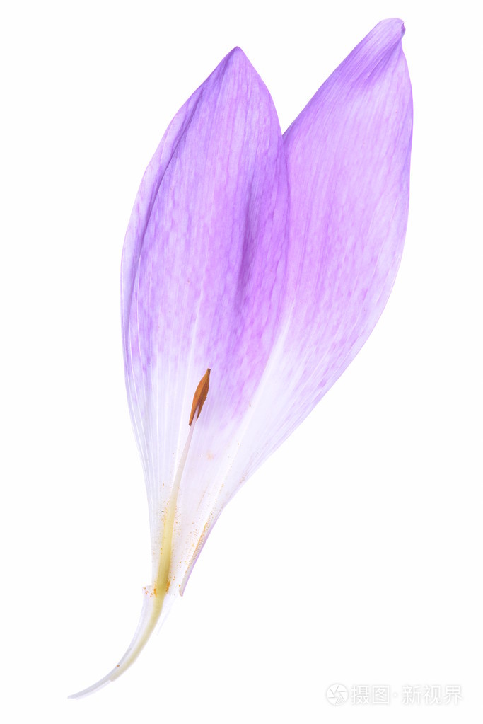 秋水仙花的花瓣