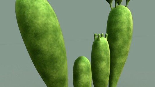 担孢子担子菌照片