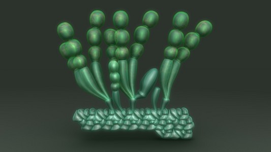 属锈病白锈病,植物寄生卵菌纲照片