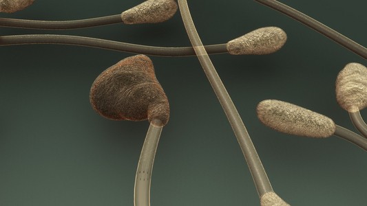 炭疽菌,植物真菌照片