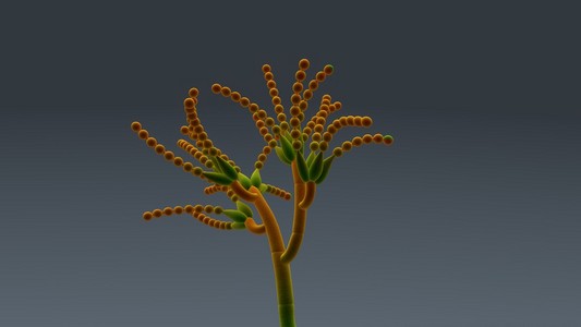 分生孢子, 厚垣孢子真菌照片