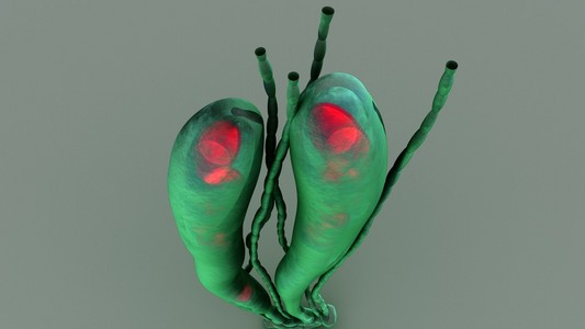 胶锈菌属性孢子图片