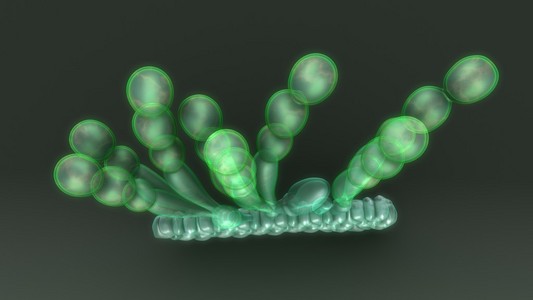 白锈病,植物寄生卵菌纲照片