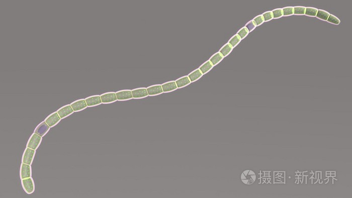 念珠藻属的蓝藻
