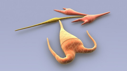 太平洋虫腰鞭毛虫,浮游生物鞭毛虫照片