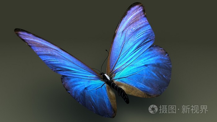 蓝色翅膀的蝴蝶昆虫