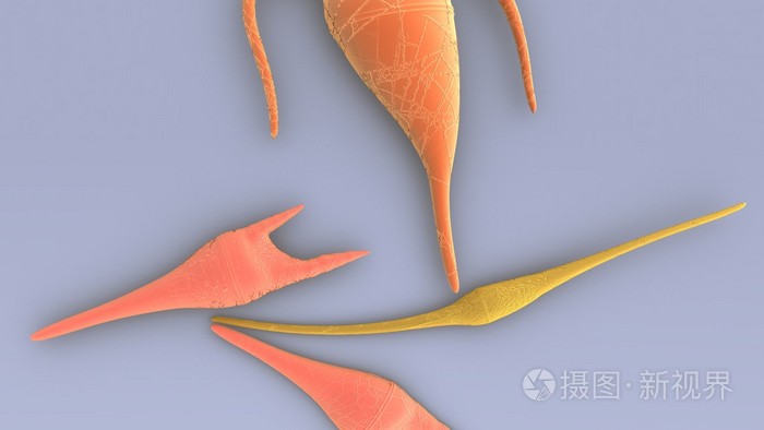 腰鞭毛虫浮游生物鞭毛虫