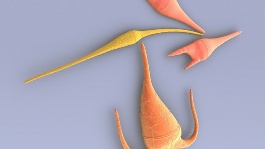 腰鞭毛虫,浮游生物鞭毛虫照片