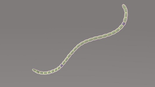 念珠藻属的蓝藻