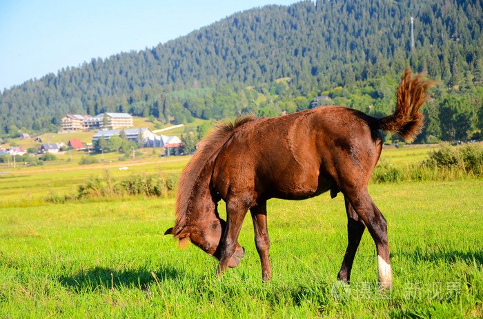 马在绿色的田野吃新鲜草
