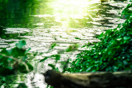 在泰国的森林深处池塘图片