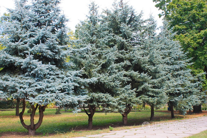 秋天公园的蓝色云杉树