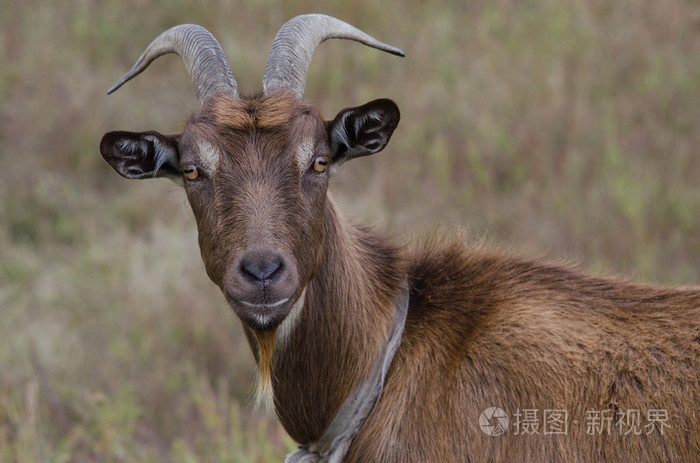 山羊胡子和长长的角肖像照片