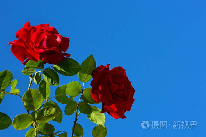 在晴朗的天空上两个红玫瑰